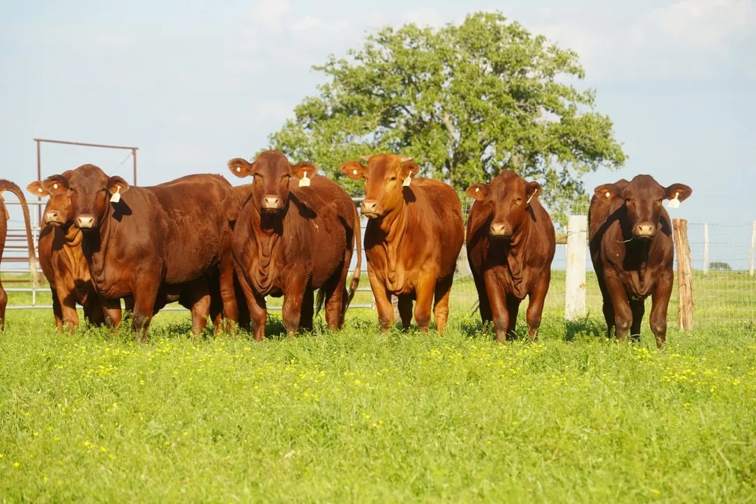 A herd of cattle on lush green pasture
