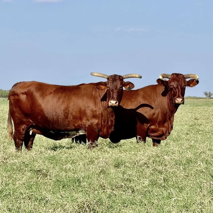 Cattle in El Salvador