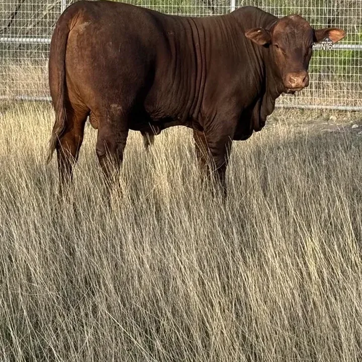 A premium American Red heifer