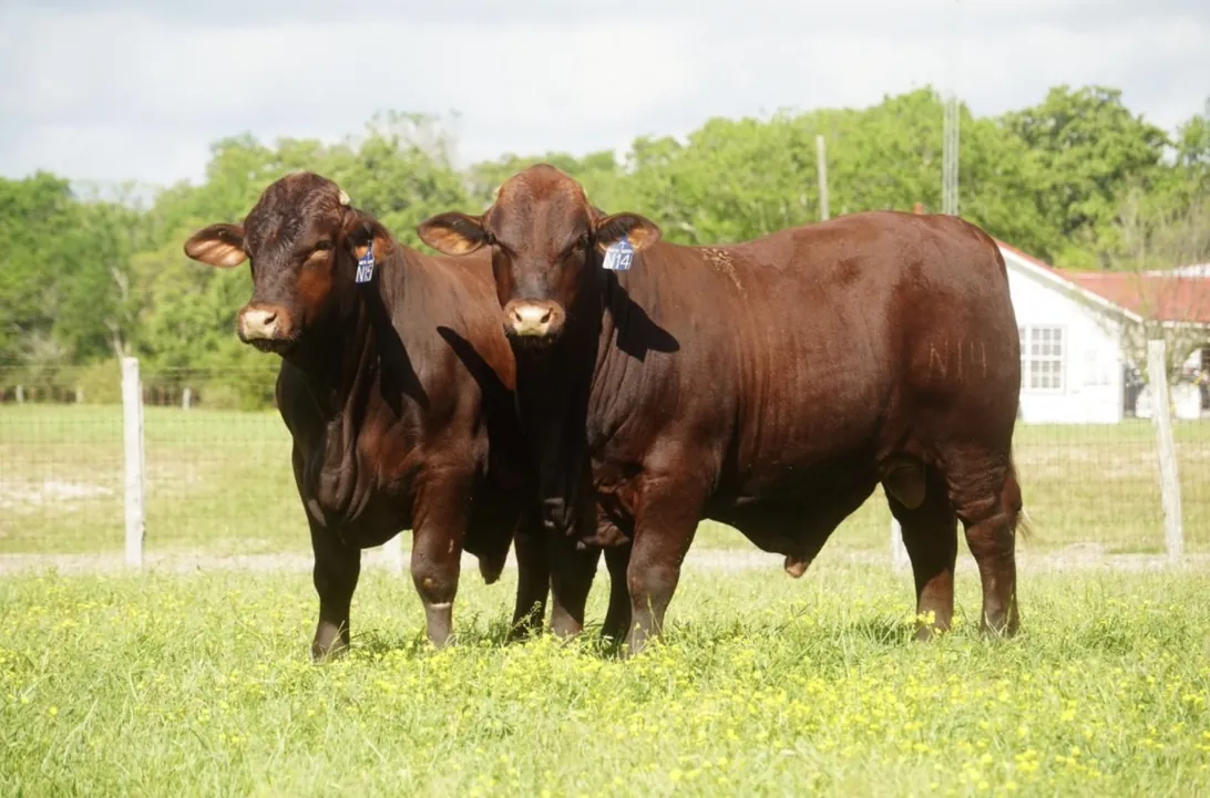 Two breeding bulls on a ranch